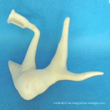 Gehörknöcheliges verstärktes anatomisches Modell (R070110)